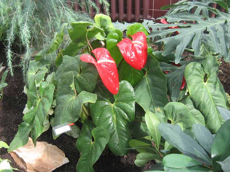  . Anthurium andreanum,  .   .  - . . 